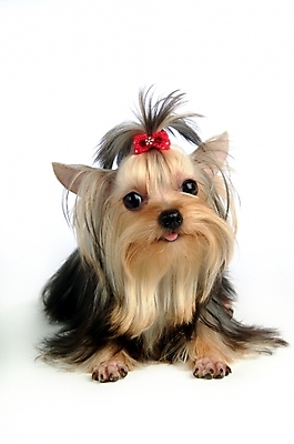 포토 JPG 스튜디오촬영 동물 척추동물 한마리 육지동물 반려견 포유류 사람없음 반려동물 개 강아지 요크셔테리어 테리어 반려 국내포토 1 실내 파일형식