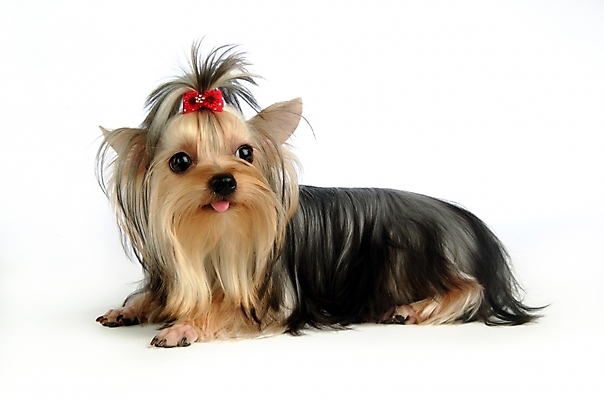 포토 JPG 스튜디오촬영 동물 척추동물 한마리 육지동물 반려견 장신구 포유류 사람없음 장식 반려동물 개 강아지 머리핀 요크셔테리어 테리어 애견용품 반려 국내포토 반려용품 1 실내 오브젝트 파일형식