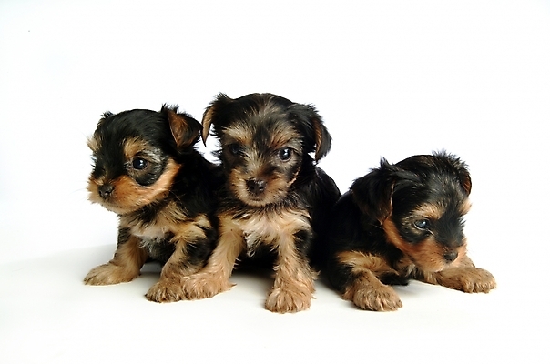 포토 JPG 스튜디오촬영 동물 척추동물 육지동물 반려견 포유류 세마리 사람없음 반려동물 개 강아지 요크셔테리어 테리어 반려 국내포토 실내 3 파일형식