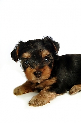 포토 JPG 스튜디오촬영 동물 척추동물 한마리 육지동물 반려견 포유류 사람없음 반려동물 개 강아지 요크셔테리어 테리어 반려 국내포토 1 실내 파일형식