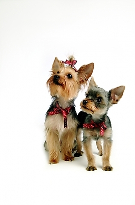 포토 JPG 스튜디오촬영 동물 척추동물 한마리 육지동물 반려견 장신구 포유류 사람없음 장식 반려동물 개 강아지 머리핀 요크셔테리어 테리어 머리장식 애견용품 반려 국내포토 반려용품 1 실내 오브젝트 파일형식