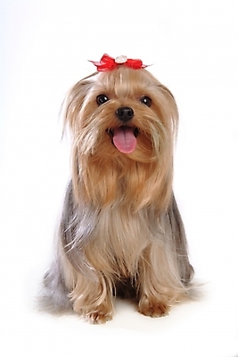 포토 JPG 스튜디오촬영 동물 척추동물 한마리 육지동물 반려견 장신구 포유류 사람없음 장식 반려동물 개 강아지 머리핀 요크셔테리어 테리어 머리장식 애견용품 반려 국내포토 반려용품 1 실내 오브젝트 파일형식