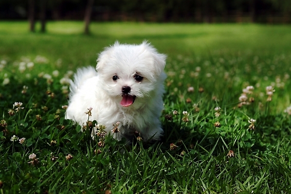 포토 JPG 주간 식물 동물 척추동물 한마리 육지동물 꽃 반려견 포유류 잔디 초원 사람없음 야외 반려동물 풀 말티즈 개 강아지 반려 국내포토 자연요소 1 파일형식