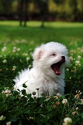 포토 JPG 주간 식물 동물 척추동물 한마리 육지동물 꽃 반려견 포유류 잔디 초원 사람없음 야외 반려동물 풀 말티즈 개 강아지 반려 국내포토 자연요소 1 파일형식