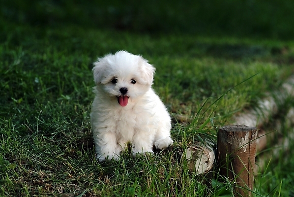 포토 JPG 주간 식물 동물 척추동물 한마리 육지동물 반려견 포유류 잔디 사람없음 야외 반려동물 말티즈 개 강아지 반려 국내포토 자연요소 1 파일형식