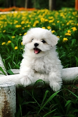 포토 JPG 주간 동물 척추동물 한마리 육지동물 반려견 꽃밭 포유류 사람없음 야외 반려동물 말티즈 개 강아지 반려 국내포토 자연요소 1 꽃 파일형식