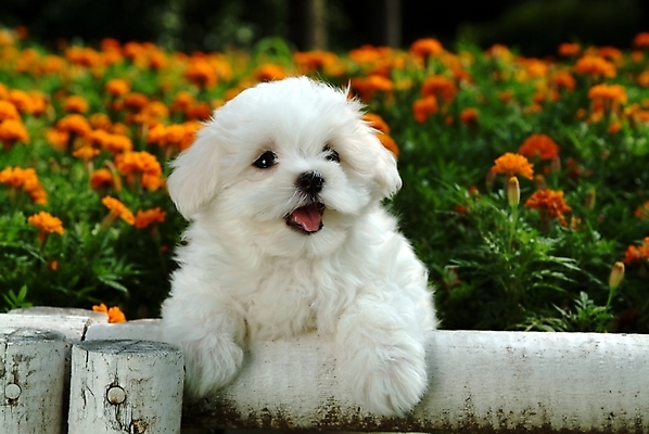 포토 JPG 주간 식물 동물 척추동물 한마리 육지동물 꽃 반려견 꽃밭 포유류 난간 사람없음 야외 반려동물 말티즈 개 강아지 반려 국내포토 자연요소 1 파일형식