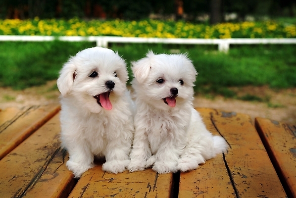 포토 JPG 주간 식물 동물 척추동물 육지동물 꽃 반려견 두마리 포유류 잔디 사람없음 야외 반려동물 말티즈 개 강아지 반려 국내포토 자연요소 2 파일형식