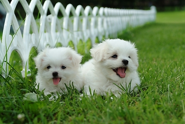 포토 JPG 주간 식물 동물 척추동물 육지동물 반려견 두마리 포유류 잔디 사람없음 야외 울타리 반려동물 말티즈 개 강아지 반려 국내포토 자연요소 2 담장 파일형식