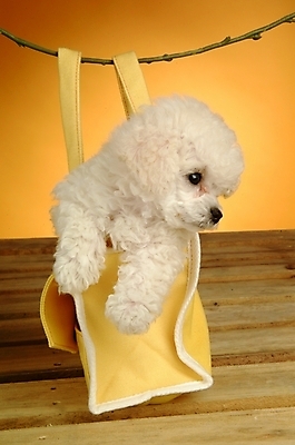 포토 JPG 동물 척추동물 한마리 육지동물 반려견 가방 포유류 실내 사람없음 반려동물 개 강아지 주머니 푸들 반려 국내포토 1 잡화 내부 파일형식