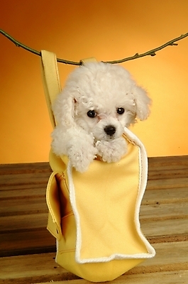 포토 JPG 동물 척추동물 한마리 육지동물 반려견 가방 포유류 실내 사람없음 반려동물 개 강아지 주머니 푸들 반려 국내포토 1 잡화 내부 파일형식