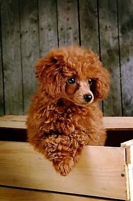 포토 JPG 동물 척추동물 한마리 육지동물 반려견 포유류 실내 사람없음 반려동물 상자 개 강아지 나무상자 푸들 반려 국내포토 1 내부 파일형식