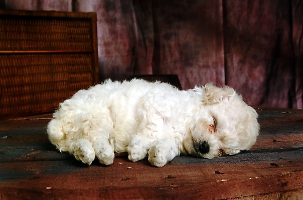 포토 JPG 동물 척추동물 한마리 육지동물 반려견 포유류 실내 사람없음 반려동물 말티즈 개 강아지 푸들 반려 국내포토 1 내부 파일형식