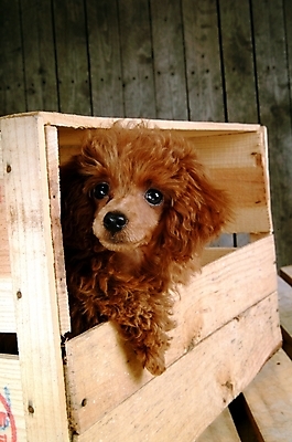 포토 JPG 동물 척추동물 한마리 육지동물 반려견 포유류 실내 사람없음 반려동물 상자 개 강아지 나무상자 푸들 반려 국내포토 1 내부 파일형식