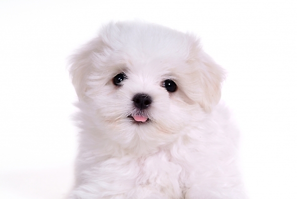 포토 JPG 스튜디오촬영 동물 척추동물 한마리 육지동물 반려견 포유류 사람없음 반려동물 말티즈 개 강아지 반려 국내포토 1 실내 파일형식