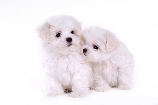 포토 JPG 스튜디오촬영 동물 척추동물 육지동물 반려견 두마리 포유류 사람없음 반려동물 말티즈 개 강아지 반려 국내포토 2 실내 파일형식