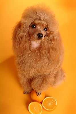 포토 JPG 스튜디오촬영 동물 척추동물 한마리 육지동물 반려견 오렌지 과일 포유류 사람없음 반려동물 개 강아지 푸들 반려 국내포토 1 실내 파일형식