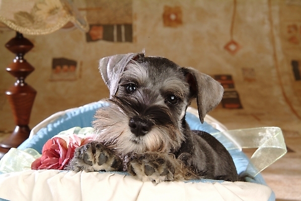 포토 JPG 동물 척추동물 한마리 육지동물 반려견 포유류 실내 사람없음 스탠드 개 강아지 슈나우저 미니어처슈나우져 개집 강아지침대 반려 국내포토 1 조명 내부 반려동물 침대 애견용품 파일형식