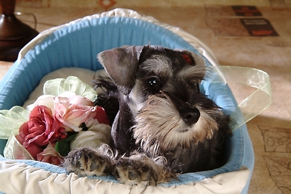 포토 JPG 동물 척추동물 한마리 육지동물 반려견 포유류 실내 사람없음 장식 개 강아지 슈나우저 미니어처슈나우져 개집 강아지침대 반려 국내포토 1 내부 반려동물 침대 애견용품 파일형식