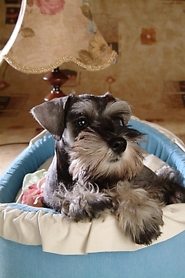 포토 JPG 동물 척추동물 한마리 육지동물 반려견 포유류 실내 사람없음 스탠드 개 강아지 슈나우저 미니어처슈나우져 개집 강아지침대 반려 국내포토 1 조명 내부 반려동물 침대 애견용품 파일형식