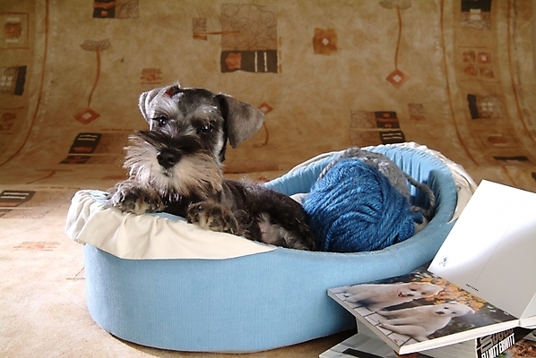 포토 JPG 동물 척추동물 한마리 육지동물 반려견 포유류 실내 사람없음 책 반려동물 털실 개 강아지 슈나우저 실타래 미니어처슈나우져 개집 실뭉치 강아지침대 반려 국내포토 1 내부 침대 실 애견용품 파일형식