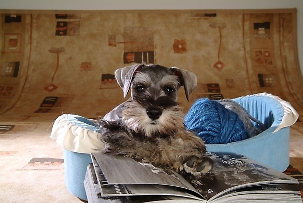 포토 JPG 동물 척추동물 한마리 육지동물 반려견 포유류 실내 사람없음 책 반려동물 털실 개 강아지 슈나우저 실타래 미니어처슈나우져 개집 실뭉치 강아지침대 반려 국내포토 1 내부 침대 실 애견용품 파일형식