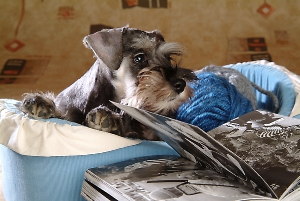 포토 JPG 동물 척추동물 한마리 육지동물 반려견 포유류 실내 사람없음 책 반려동물 털실 개 강아지 슈나우저 실타래 미니어처슈나우져 개집 실뭉치 강아지침대 반려 국내포토 1 내부 침대 실 애견용품 파일형식