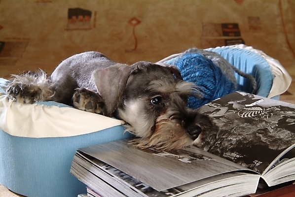 포토 JPG 동물 척추동물 한마리 육지동물 반려견 포유류 실내 사람없음 책 반려동물 털실 개 강아지 슈나우저 실타래 미니어처슈나우져 개집 실뭉치 강아지침대 반려 국내포토 1 내부 침대 실 애견용품 파일형식