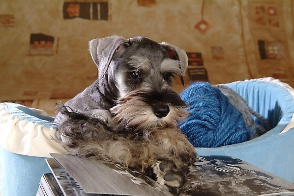 포토 JPG 동물 척추동물 한마리 육지동물 반려견 포유류 실내 사람없음 책 반려동물 털실 개 강아지 슈나우저 실타래 미니어처슈나우져 개집 실뭉치 강아지침대 반려 국내포토 1 내부 침대 실 애견용품 파일형식