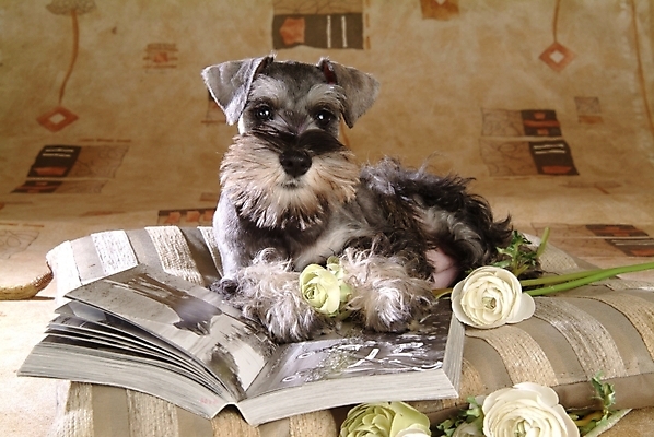 포토 JPG 식물 동물 척추동물 한마리 육지동물 꽃 반려견 쿠션 포유류 실내 사람없음 책 반려동물 개 강아지 슈나우저 미니어처슈나우져 반려 국내포토 1 내부 파일형식