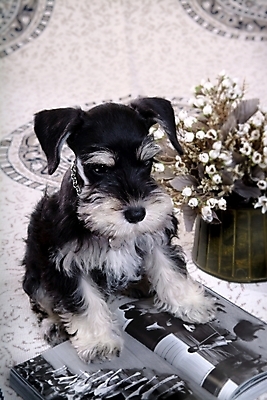 포토 JPG 식물 동물 척추동물 한마리 육지동물 꽃 반려견 포유류 실내 사람없음 책 반려동물 꽃병 카펫 개 강아지 슈나우저 미니어처슈나우져 반려 국내포토 1 내부 파일형식