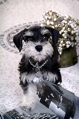 포토 JPG 식물 동물 척추동물 한마리 육지동물 꽃 반려견 포유류 실내 사람없음 책 반려동물 꽃병 카펫 개 강아지 슈나우저 미니어처슈나우져 반려 국내포토 1 내부 파일형식