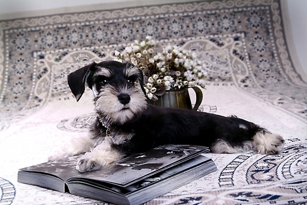 포토 JPG 식물 동물 척추동물 한마리 육지동물 꽃 반려견 포유류 실내 사람없음 책 반려동물 꽃병 카펫 개 강아지 슈나우저 미니어처슈나우져 반려 국내포토 1 내부 파일형식