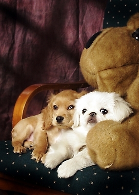 포토 JPG 동물 척추동물 육지동물 반려견 인형 두마리 의자 포유류 실내 사람없음 반려동물 소파 코커스패니얼 스패니얼 개 강아지 페키니즈 소형견 아메리칸코커스패니얼 반려 국내포토 가구 2 내부 파일형식