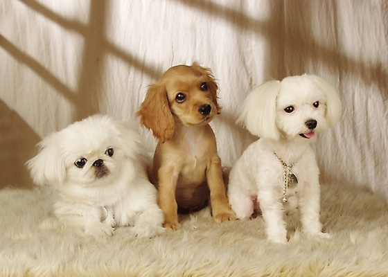 포토 JPG 동물 척추동물 육지동물 반려견 포유류 실내 세마리 사람없음 반려동물 코커스패니얼 스패니얼 말티즈 개 강아지 페키니즈 소형견 아메리칸코커스패니얼 반려 국내포토 3 내부 파일형식