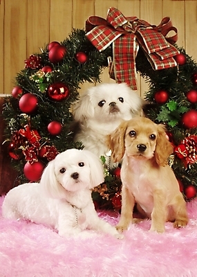 포토 JPG 동물 척추동물 육지동물 반려견 크리스마스장식 크리스마스 포유류 실내 세마리 사람없음 반려동물 화환 코커스패니얼 스패니얼 말티즈 개 강아지 페키니즈 소형견 아메리칸코커스패니얼 반려 국내포토 기념일 꽃 3 내부 파일형식