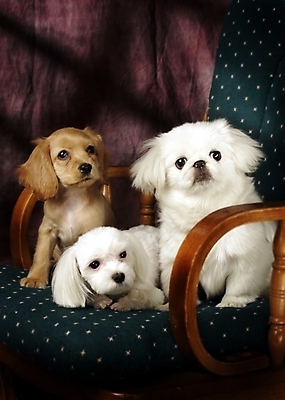 포토 JPG 동물 척추동물 육지동물 반려견 의자 포유류 실내 세마리 사람없음 반려동물 코커스패니얼 스패니얼 말티즈 개 강아지 페키니즈 소형견 아메리칸코커스패니얼 반려 국내포토 가구 3 내부 파일형식