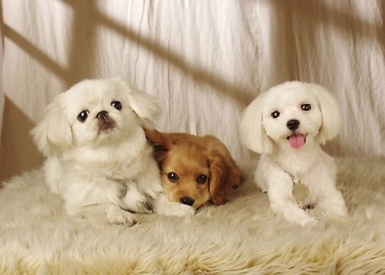 포토 JPG 동물 척추동물 육지동물 반려견 포유류 실내 세마리 사람없음 반려동물 코커스패니얼 스패니얼 말티즈 개 강아지 페키니즈 소형견 아메리칸코커스패니얼 반려 국내포토 3 내부 파일형식