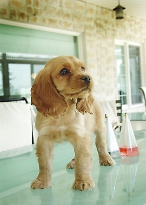 포토 JPG 동물 척추동물 한마리 육지동물 반려견 포유류 실내 사람없음 반려동물 인테리어 코커스패니얼 스패니얼 개 강아지 소형견 아메리칸코커스패니얼 반려 국내포토 1 디자인 내부 파일형식