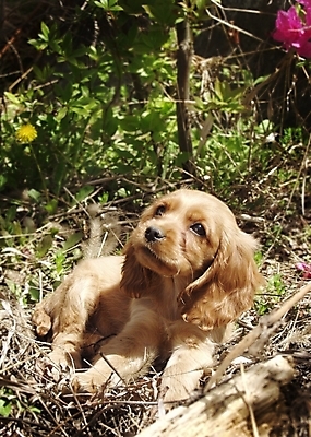 포토 JPG 주간 나무 식물 동물 척추동물 한마리 육지동물 반려견 잎 포유류 사람없음 야외 반려동물 코커스패니얼 스패니얼 개 강아지 소형견 아메리칸코커스패니얼 반려 국내포토 자연요소 1 파일형식
