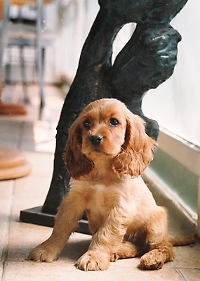 포토 JPG 동물 척추동물 한마리 육지동물 반려견 포유류 실내 사람없음 반려동물 인테리어 조각상 코커스패니얼 스패니얼 개 강아지 소형견 아메리칸코커스패니얼 반려 국내포토 1 디자인 내부 조형물 파일형식