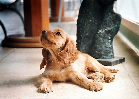 포토 JPG 동물 척추동물 한마리 육지동물 반려견 포유류 실내 사람없음 반려동물 인테리어 조각상 코커스패니얼 스패니얼 개 강아지 소형견 아메리칸코커스패니얼 반려 국내포토 1 디자인 내부 조형물 파일형식