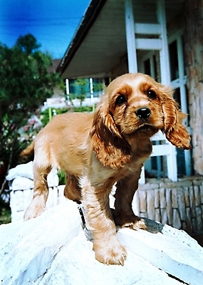 포토 JPG 주간 동물 척추동물 한마리 육지동물 건축물 반려견 포유류 주택 사람없음 야외 건물 반려동물 코커스패니얼 스패니얼 개 강아지 소형견 아메리칸코커스패니얼 반려 국내포토 자연요소 1 건축 파일형식