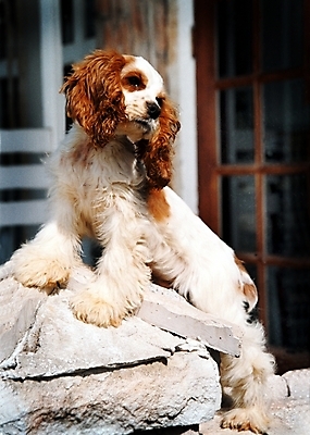 포토 JPG 주간 동물 척추동물 한마리 육지동물 반려견 포유류 사람없음 야외 반려동물 코커스패니얼 스패니얼 돌_바위 개 강아지 소형견 잉글리시코커스패니얼 반려 국내포토 자연요소 1 파일형식