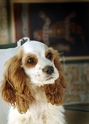 포토 JPG 동물 척추동물 한마리 육지동물 반려견 포유류 실내 사람없음 반려동물 코커스패니얼 스패니얼 개 강아지 소형견 잉글리시코커스패니얼 반려 국내포토 1 내부 파일형식