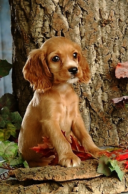 포토 JPG 나무 식물 동물 척추동물 한마리 육지동물 반려견 단풍 잎 포유류 나뭇잎 실내 사람없음 반려동물 코커스패니얼 스패니얼 개 강아지 소형견 아메리칸코커스패니얼 반려 국내포토 1 내부 파일형식