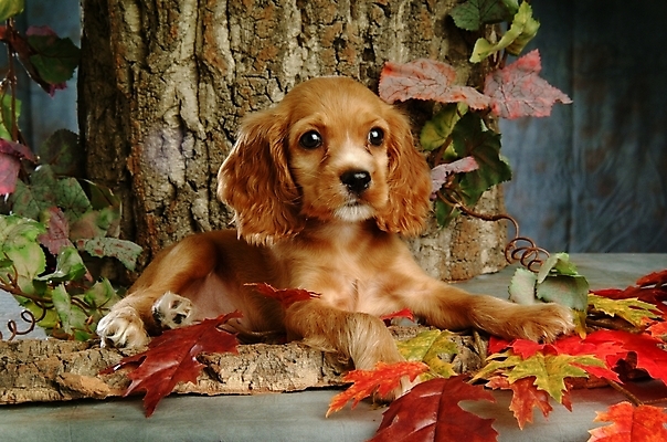 포토 JPG 나무 식물 동물 척추동물 한마리 육지동물 반려견 단풍 잎 포유류 나뭇잎 실내 사람없음 반려동물 코커스패니얼 스패니얼 개 강아지 소형견 아메리칸코커스패니얼 반려 국내포토 1 내부 파일형식