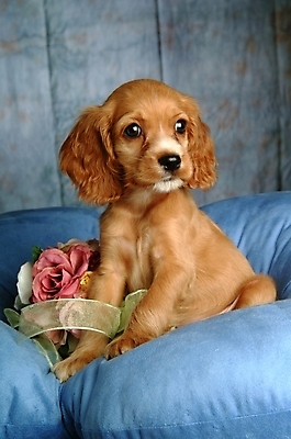 포토 JPG 식물 동물 척추동물 한마리 육지동물 꽃 반려견 쿠션 포유류 실내 사람없음 장식 반려동물 코커스패니얼 스패니얼 개 강아지 소형견 아메리칸코커스패니얼 반려 국내포토 1 내부 파일형식