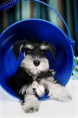 포토 JPG 동물 척추동물 한마리 육지동물 반려견 포유류 실내 사람없음 반려동물 개 강아지 슈나우저 양동이 미니어처슈나우져 반려 국내포토 1 내부 파일형식