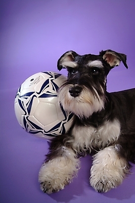 포토 JPG 스튜디오촬영 동물 척추동물 한마리 육지동물 반려견 스포츠용품 축구공 공 포유류 사람없음 반려동물 개 강아지 슈나우저 미니어처슈나우져 반려 국내포토 1 스포츠 축구용품 실내 오브젝트 파일형식